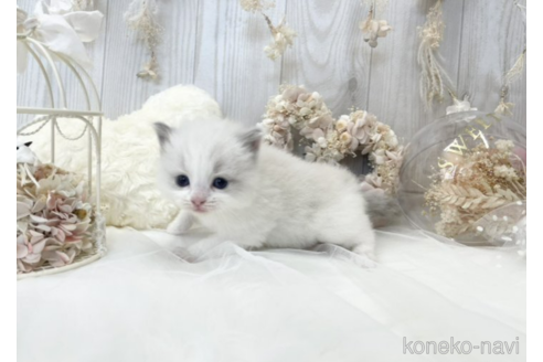 成約済の大阪府のラグドール-48163の13枚目